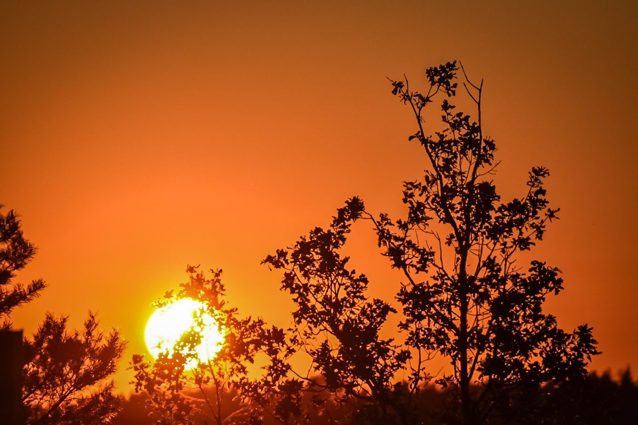 Solnedgång över trädtopparna