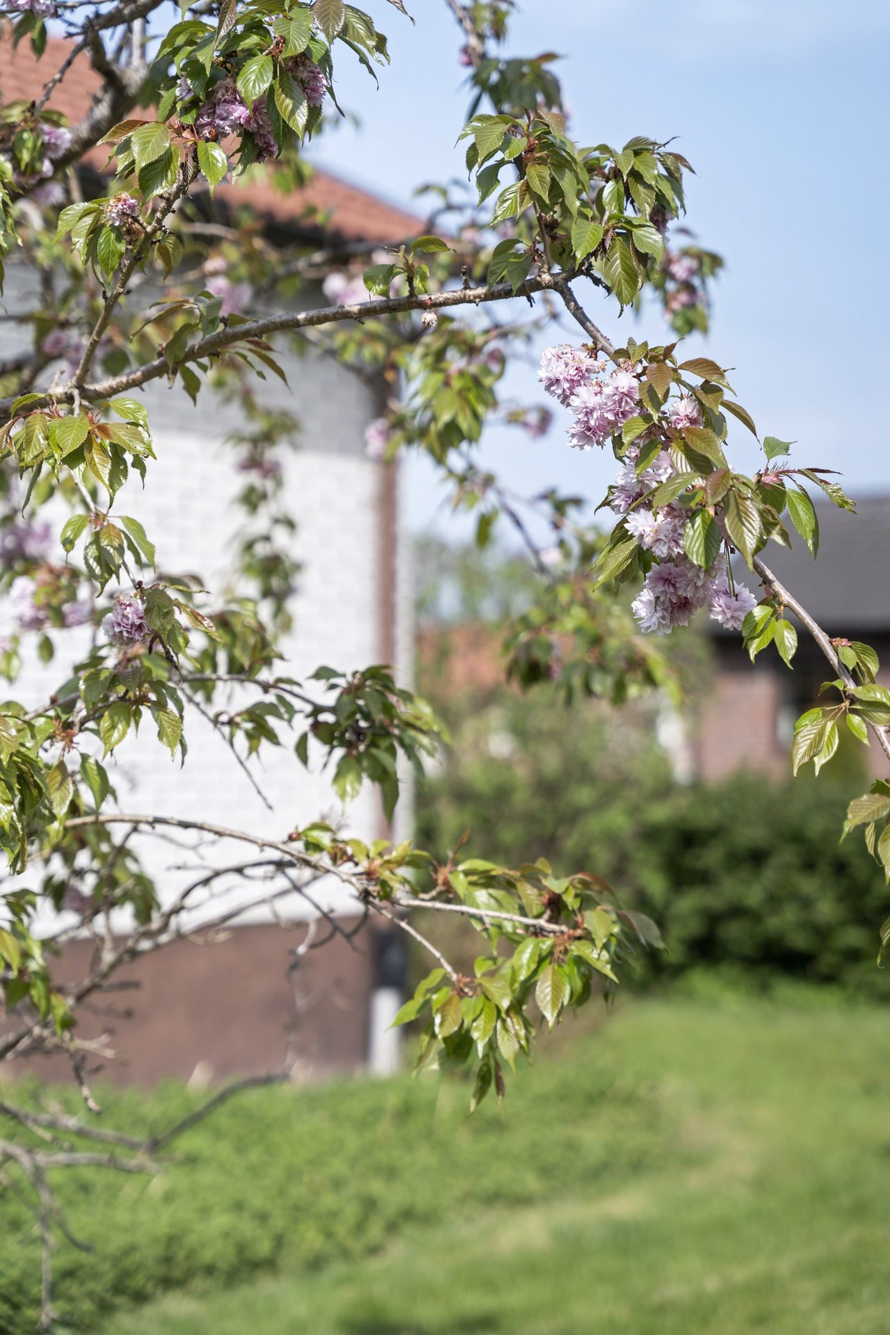 Fruktträd och bärbuskar återfinns också.