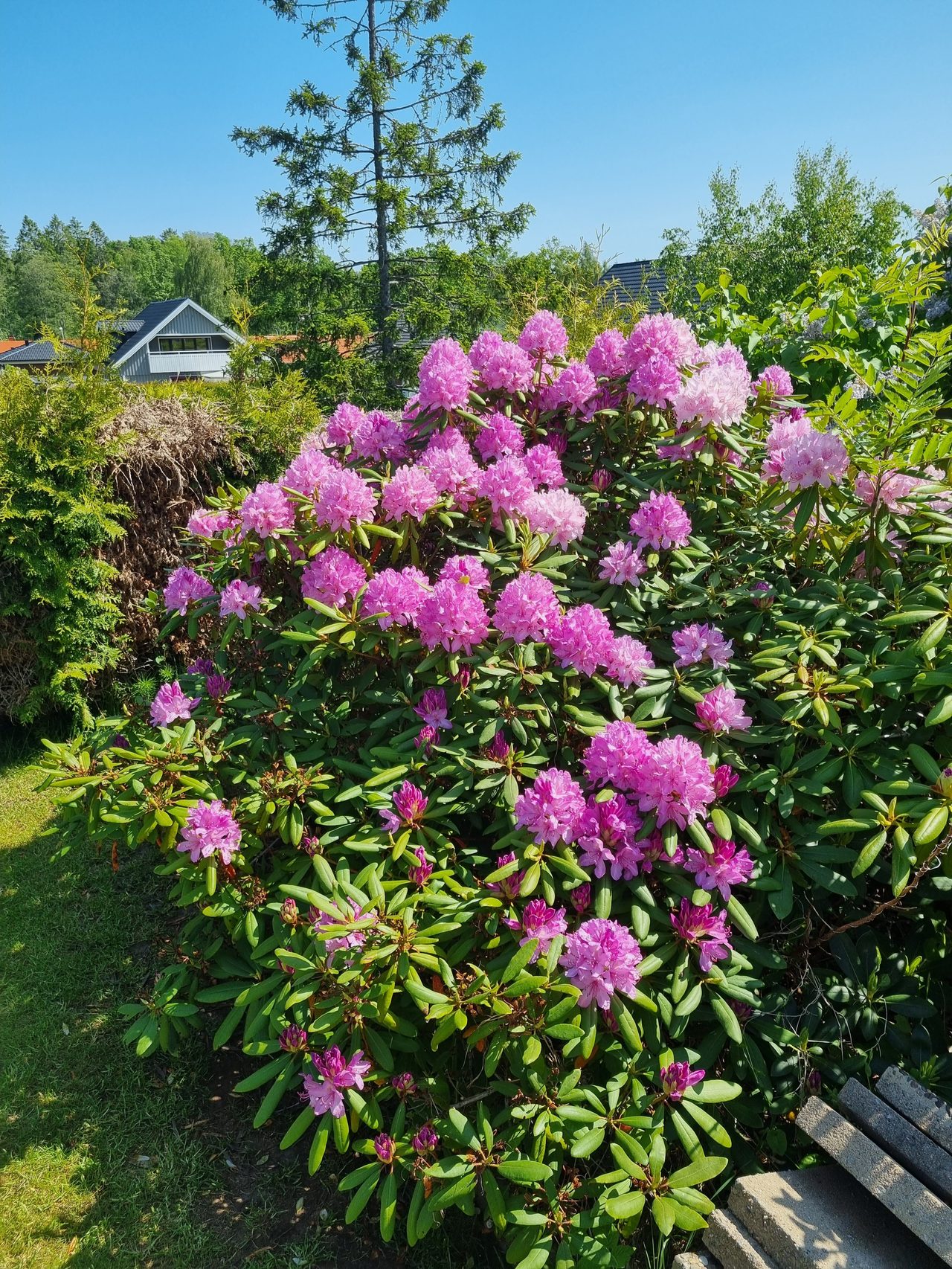 Säljarens egna bild