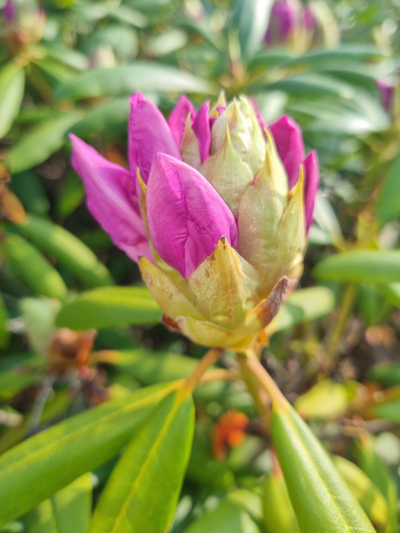 Säljarens egna bild.