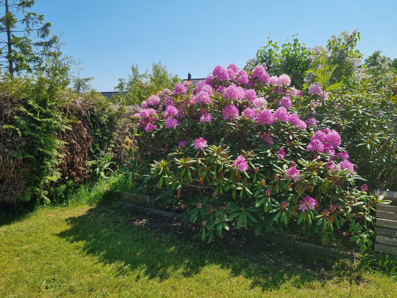 Trädgården blommar vackert under tidig sommar - Säljarens egna bild.