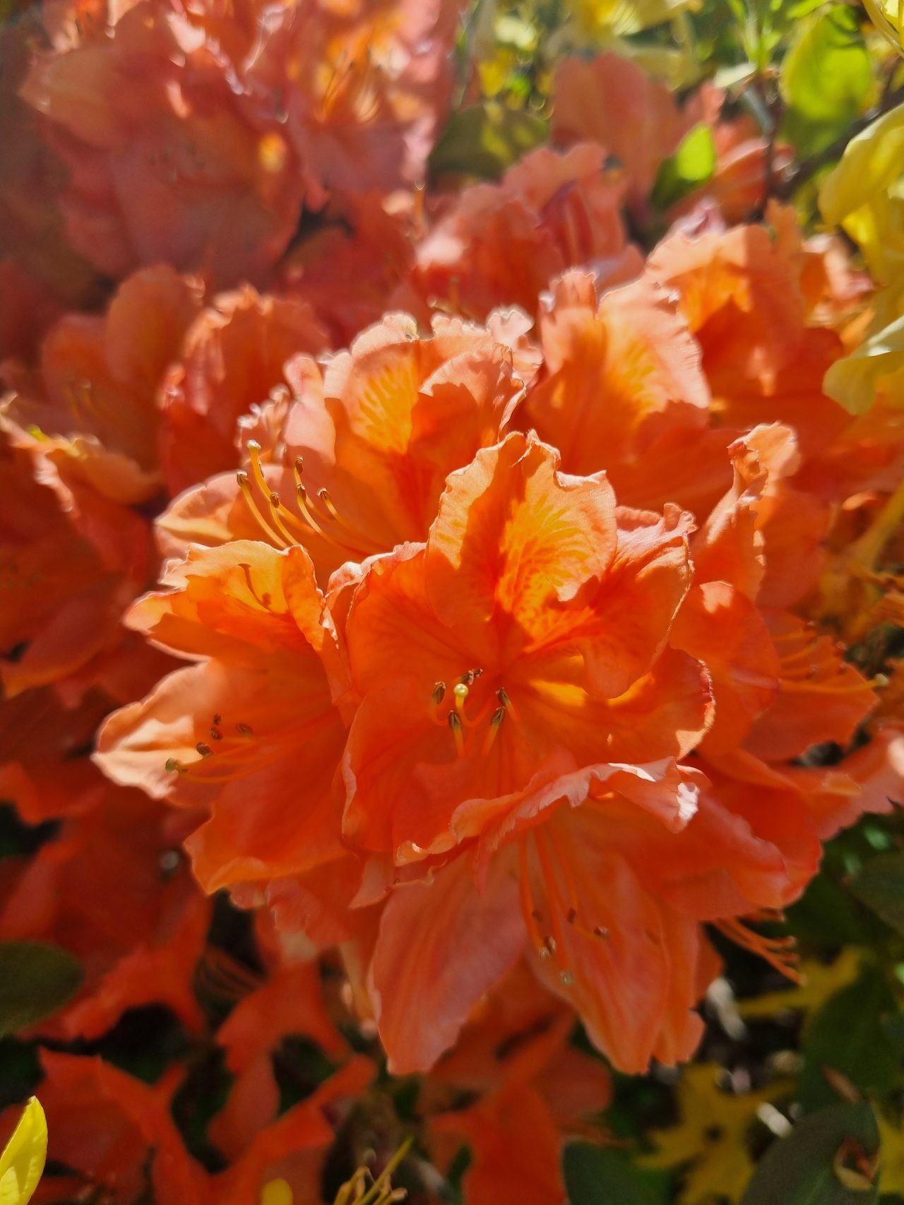 Säljarens egna bild