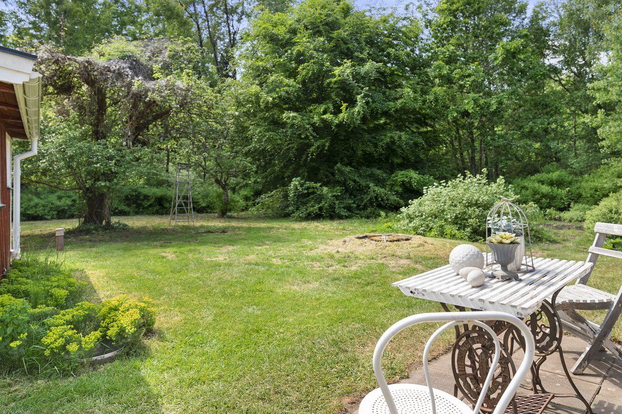 Gamla bevarade äppelträd där klängrosor slingrar upp sig.