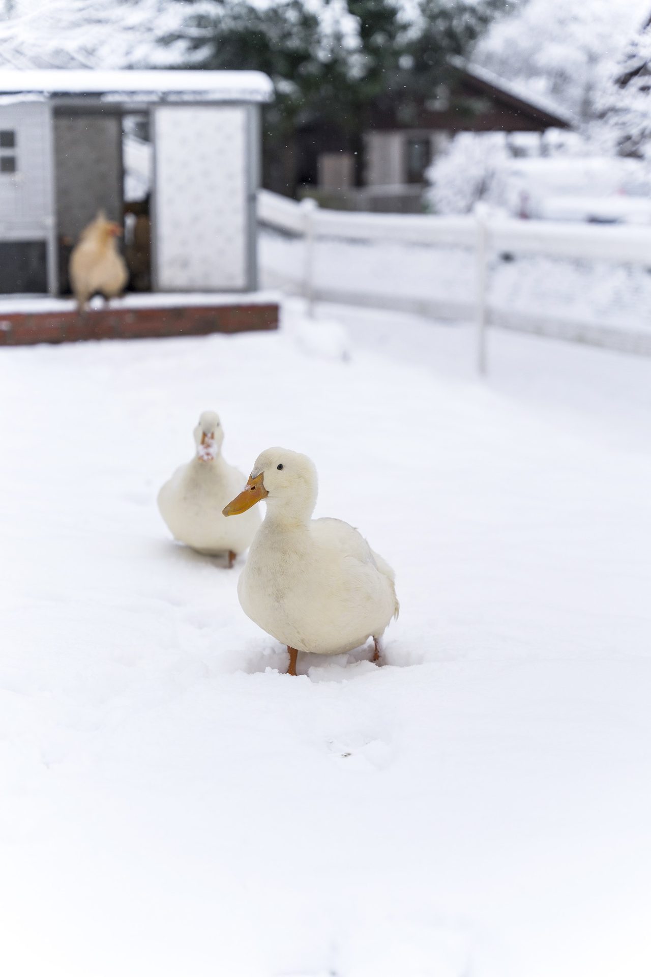 På fastigheten finns möjlighet att ha höns  och ankor.