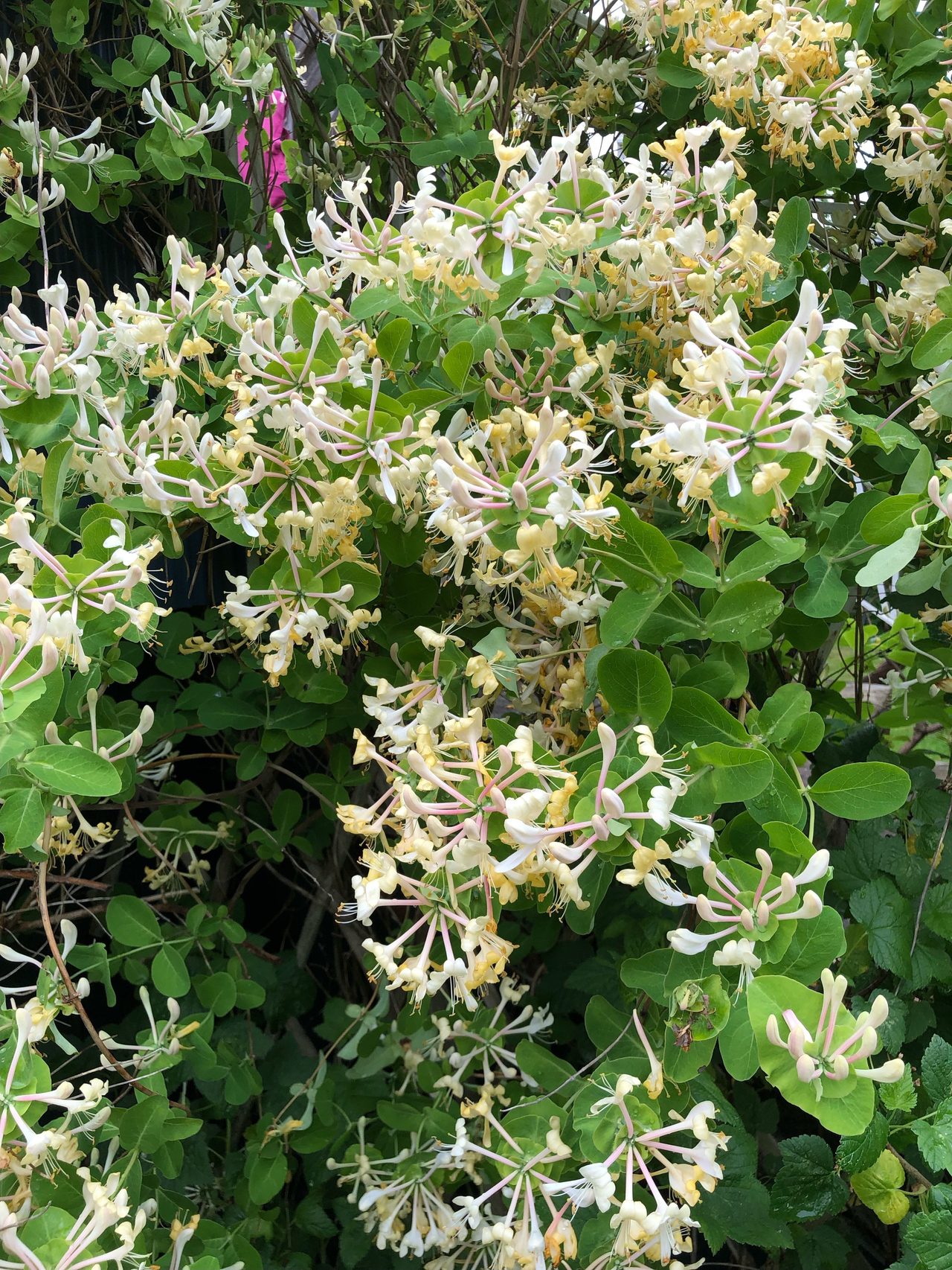 Blommande buskar, fruktträd och mycket mer finner ni här! Säljaren egna sommarbild.