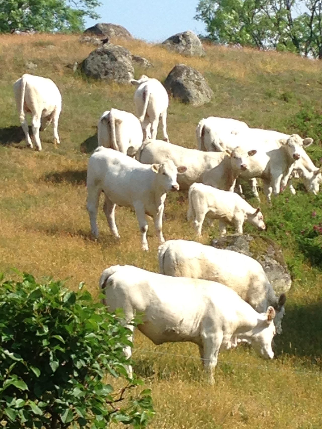 Norra Solhällevägen 16