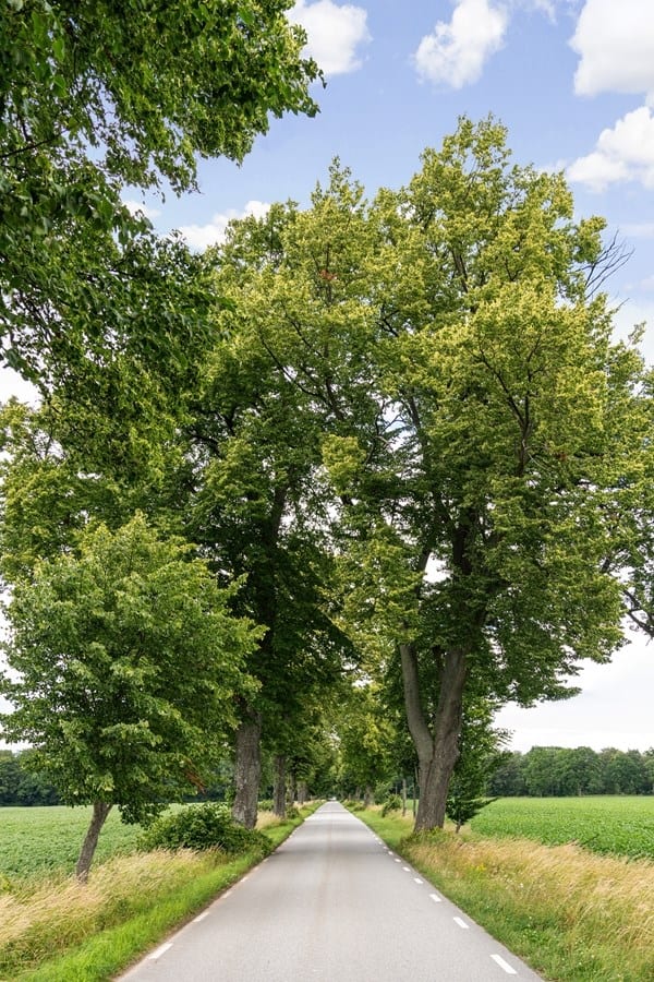 Dämmemöllavägen 300