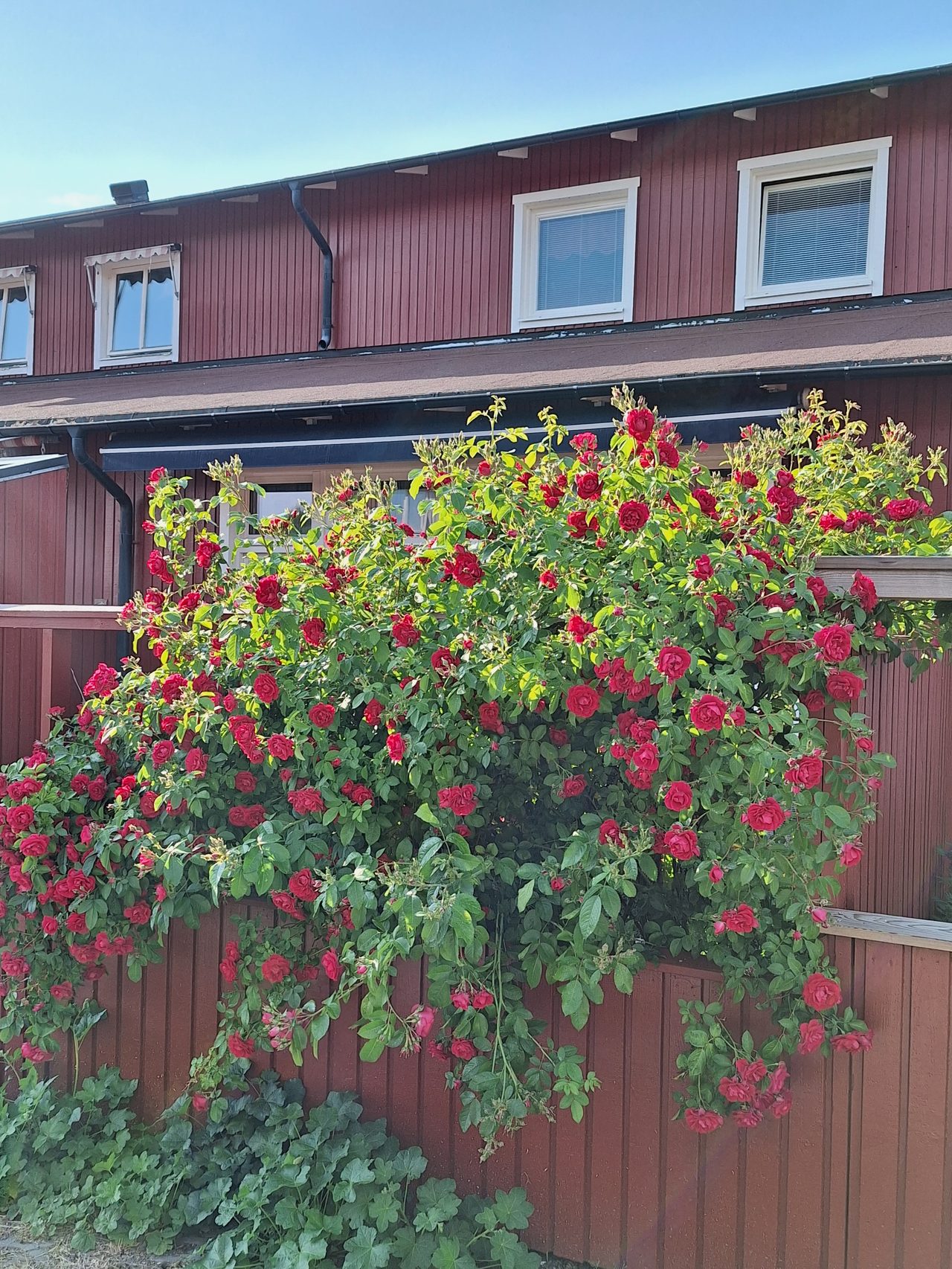 Den härliga rosen