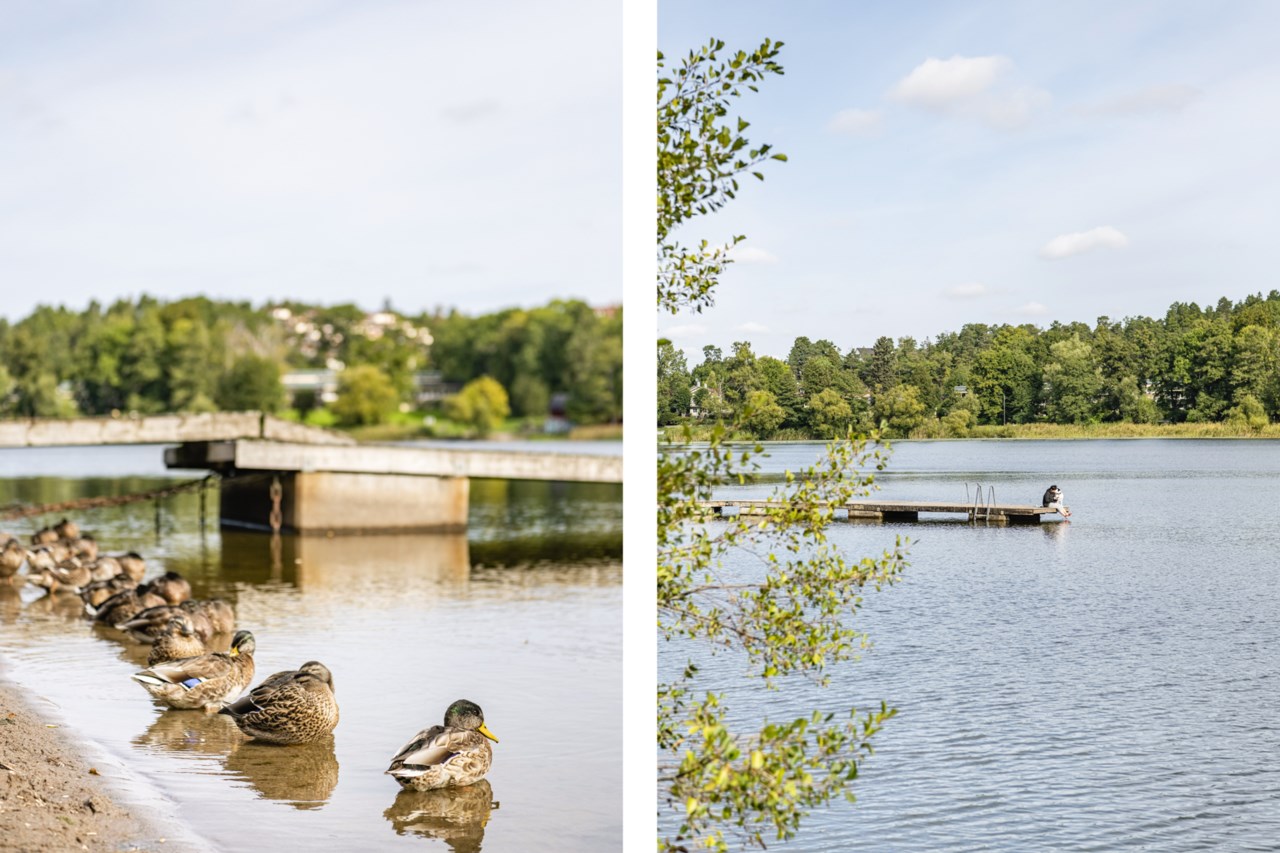 Thorsten Levenstams väg 19