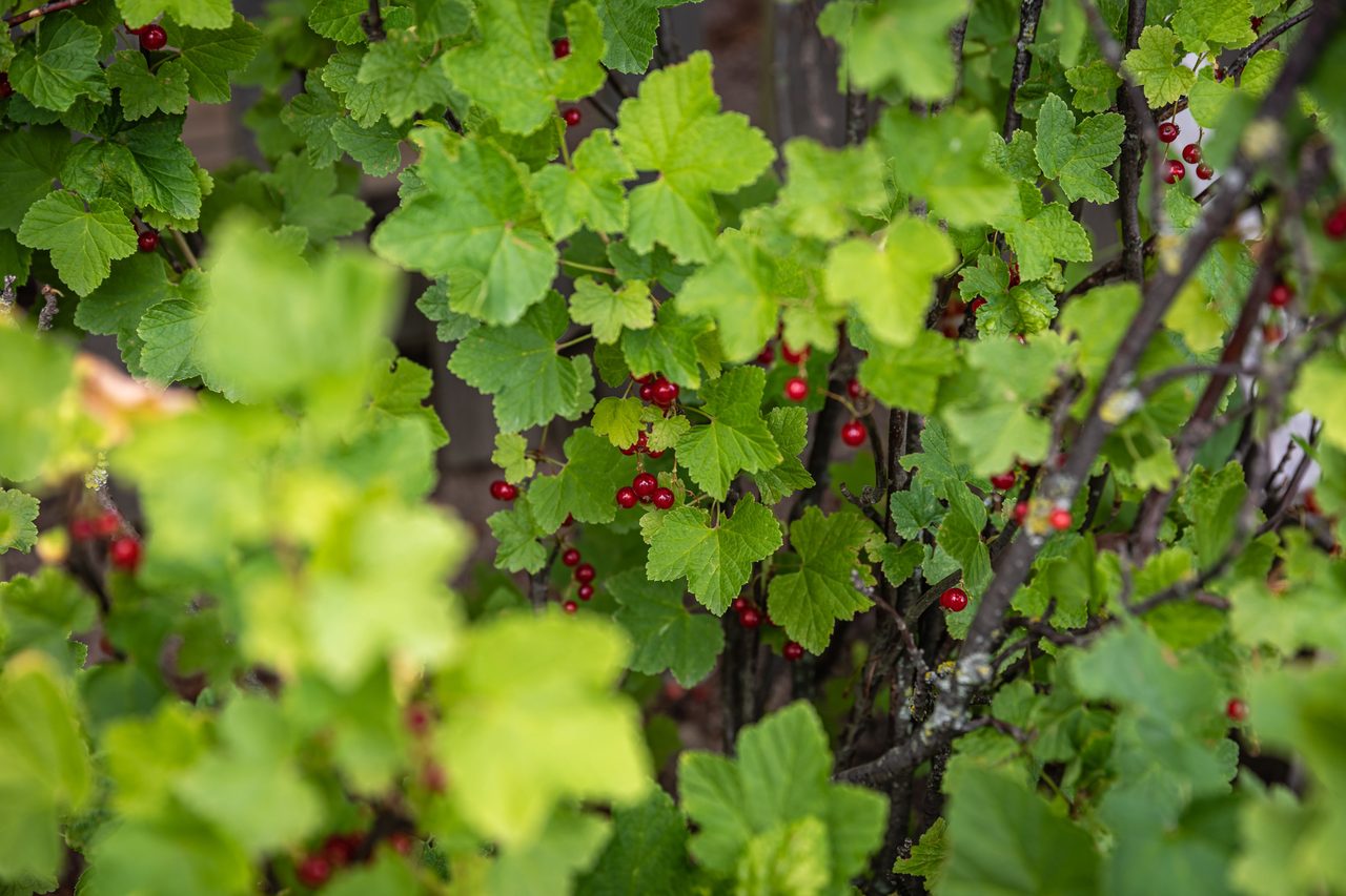 Reimersholmsgatan 47