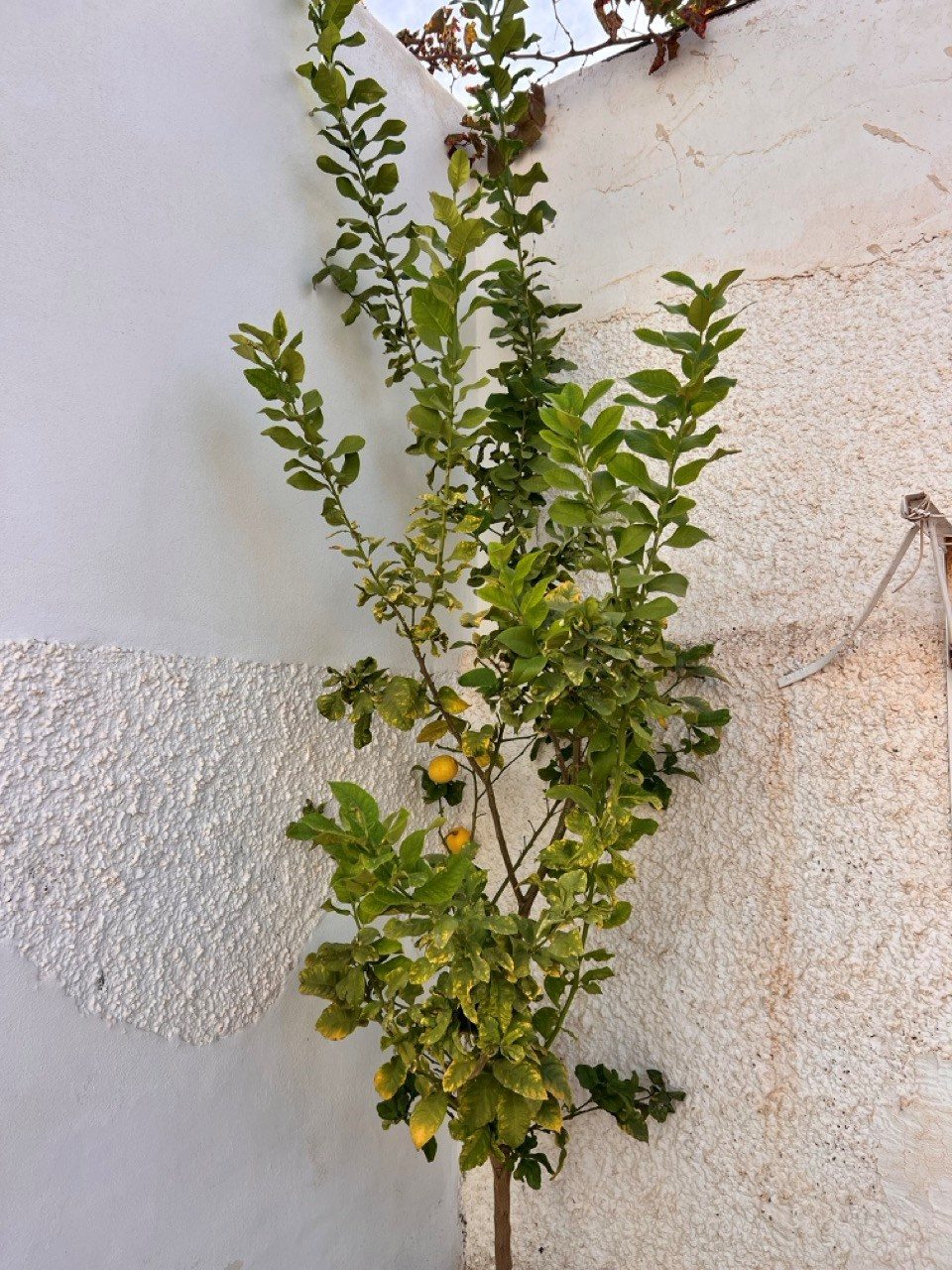 Radhus Puerto de Mazarron