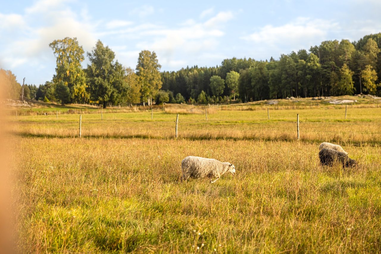 Här betar får, hästar och kor