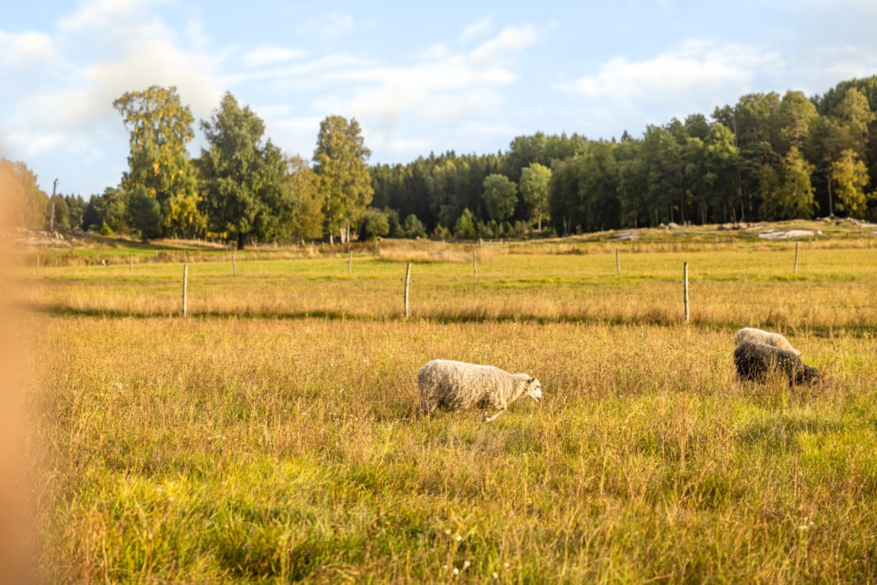 Här betar får, hästar och kor