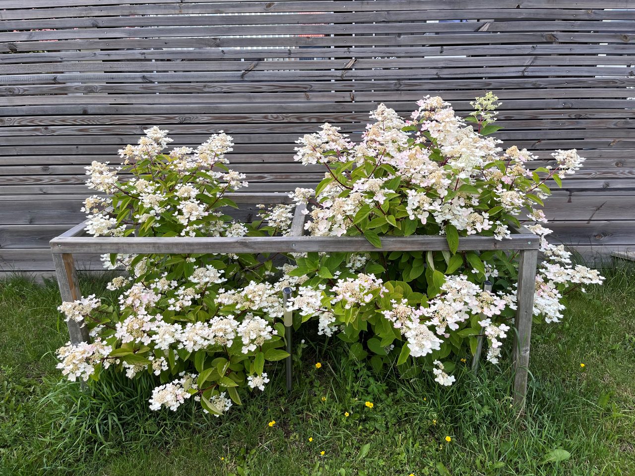 Pelargonvägen 12