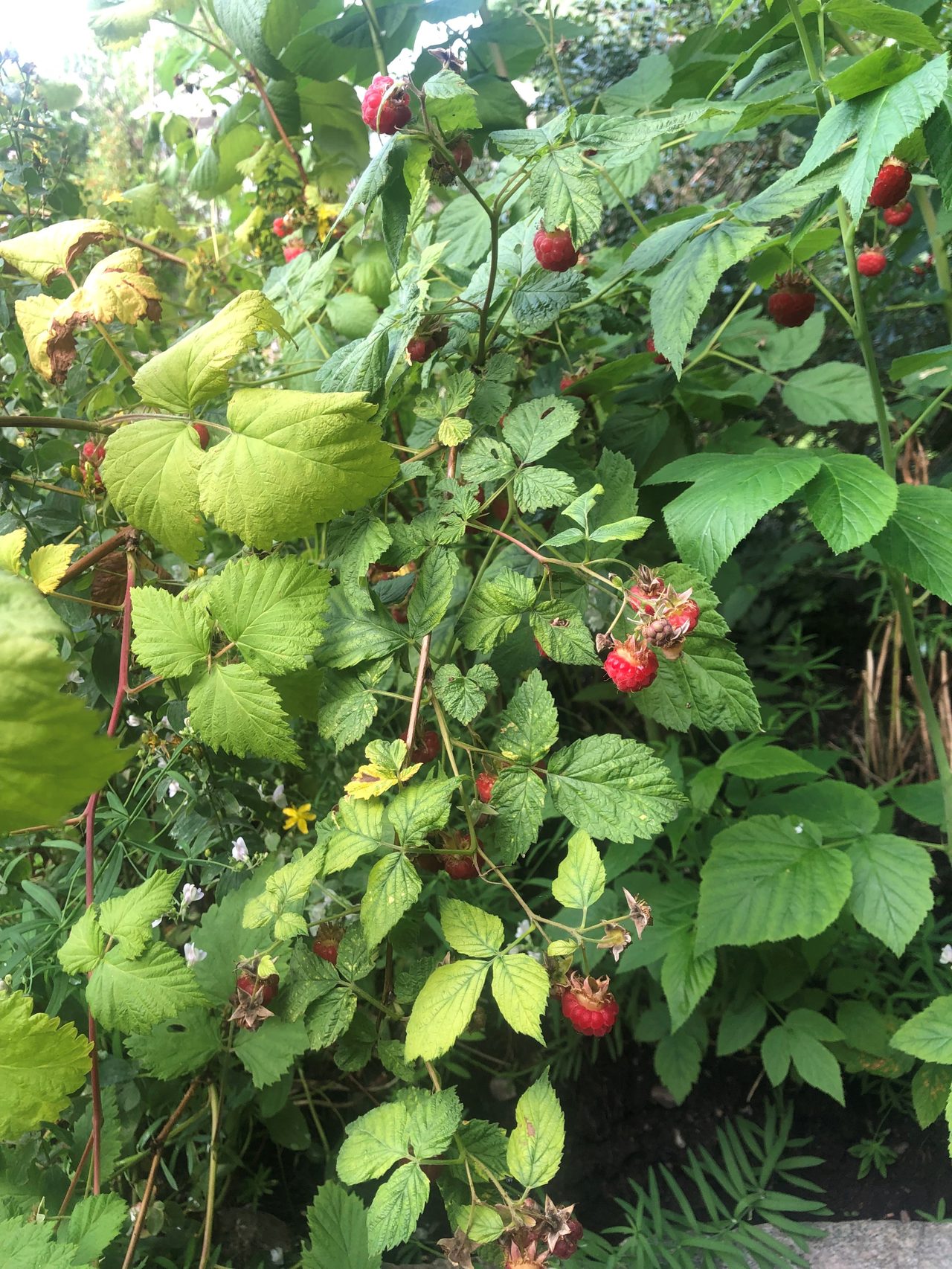 Rättarbodavägen 23