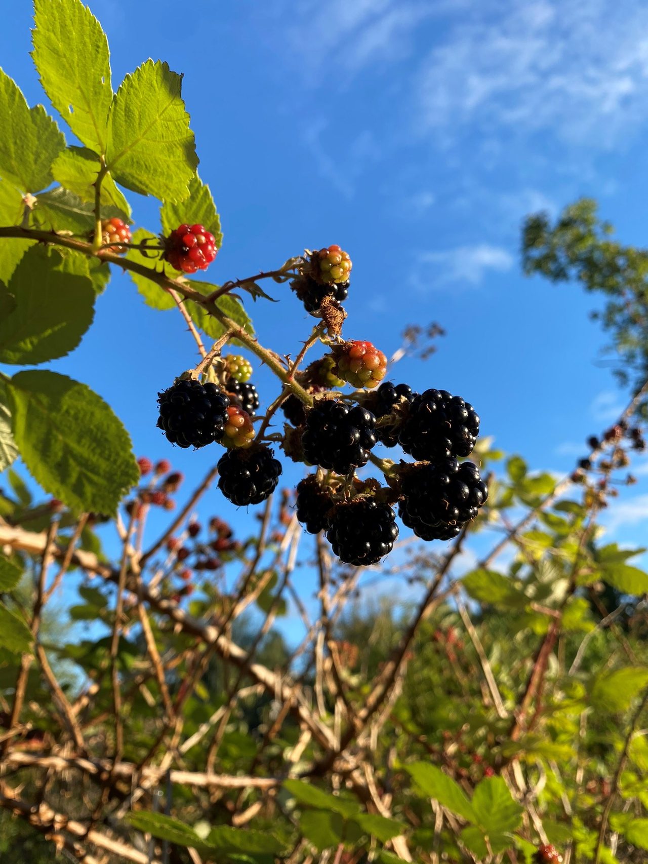 Kristinetorpsvägen 20