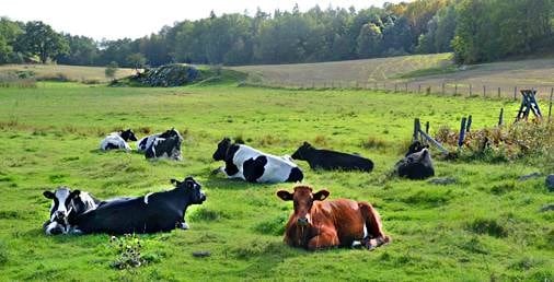 Rörsångarvägen 18