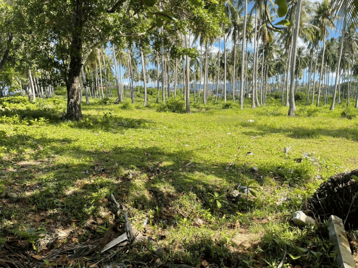 Tomt Khlong Kong 23 Rai 210 meter beach front