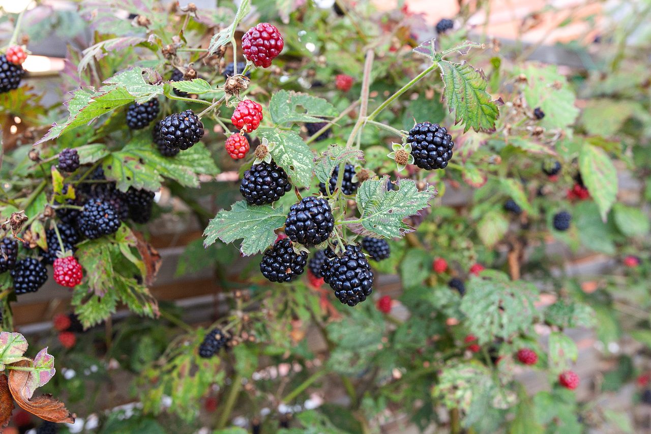 Stjärnbergagatan 61