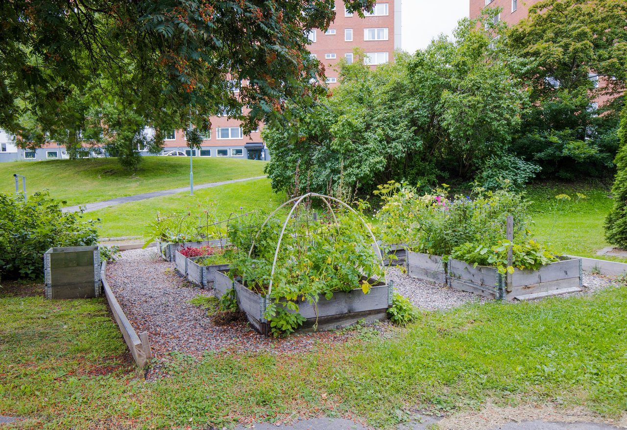 Odlingslotter att hyra