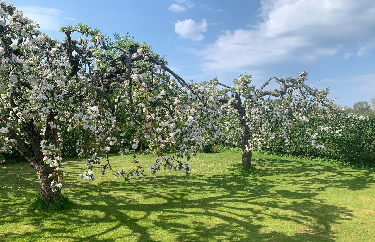 Åppelträd 2