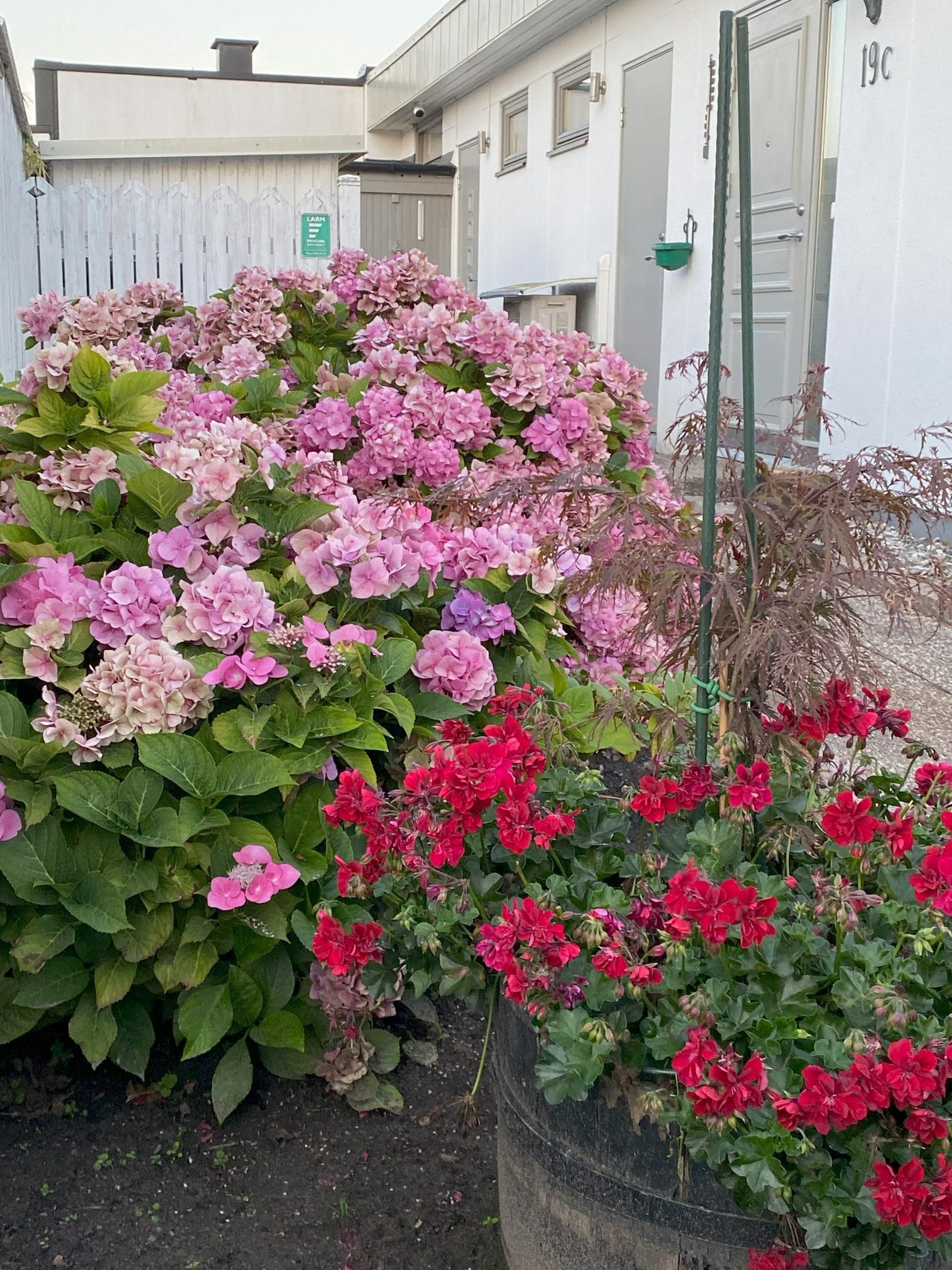 Säljarens bild - Blommande entré