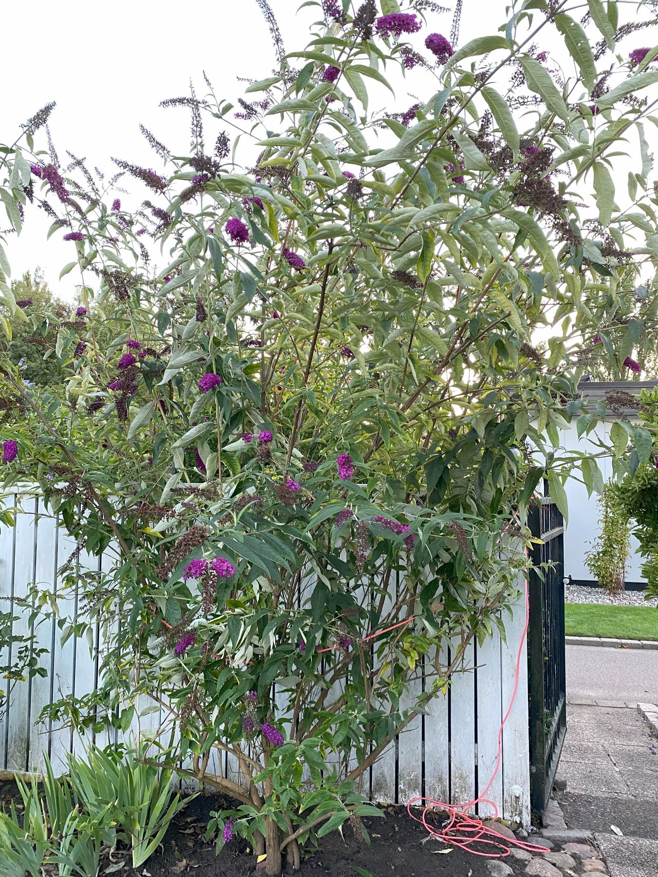 Säljarens bild - Fjärilsbuske
