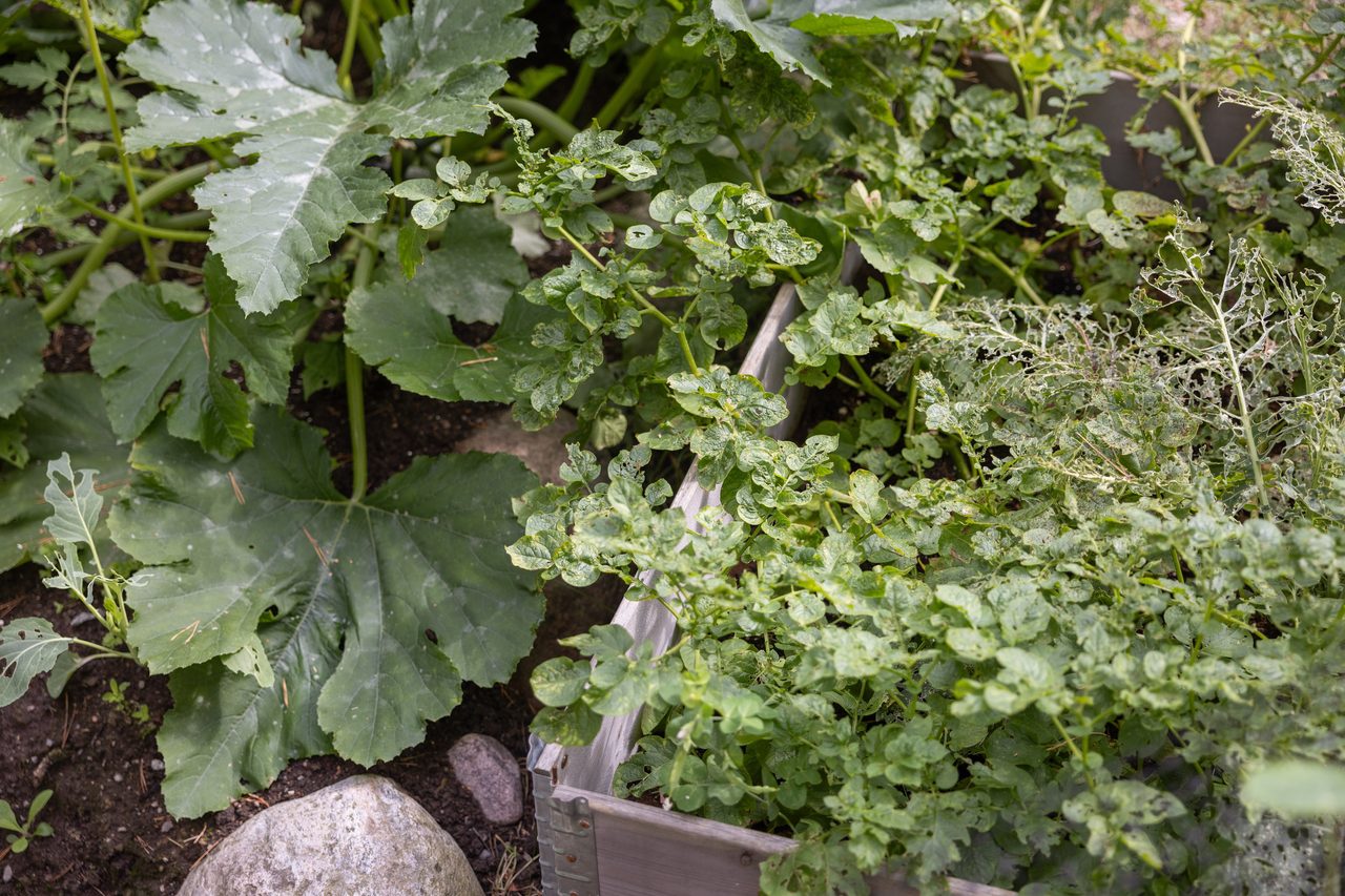 Hasselquistvägen 27