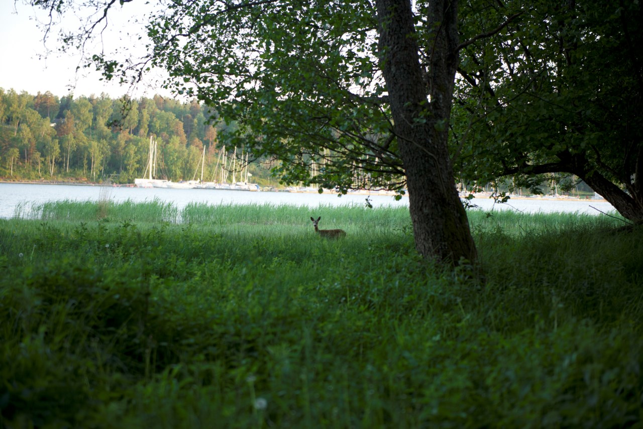 Myntbacken 19