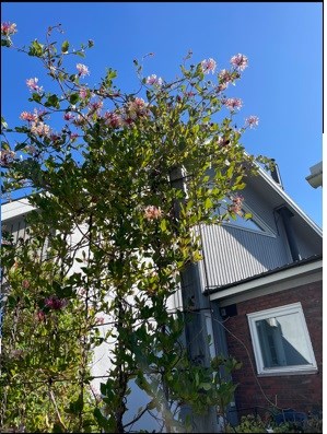 Näckrosvägen 24