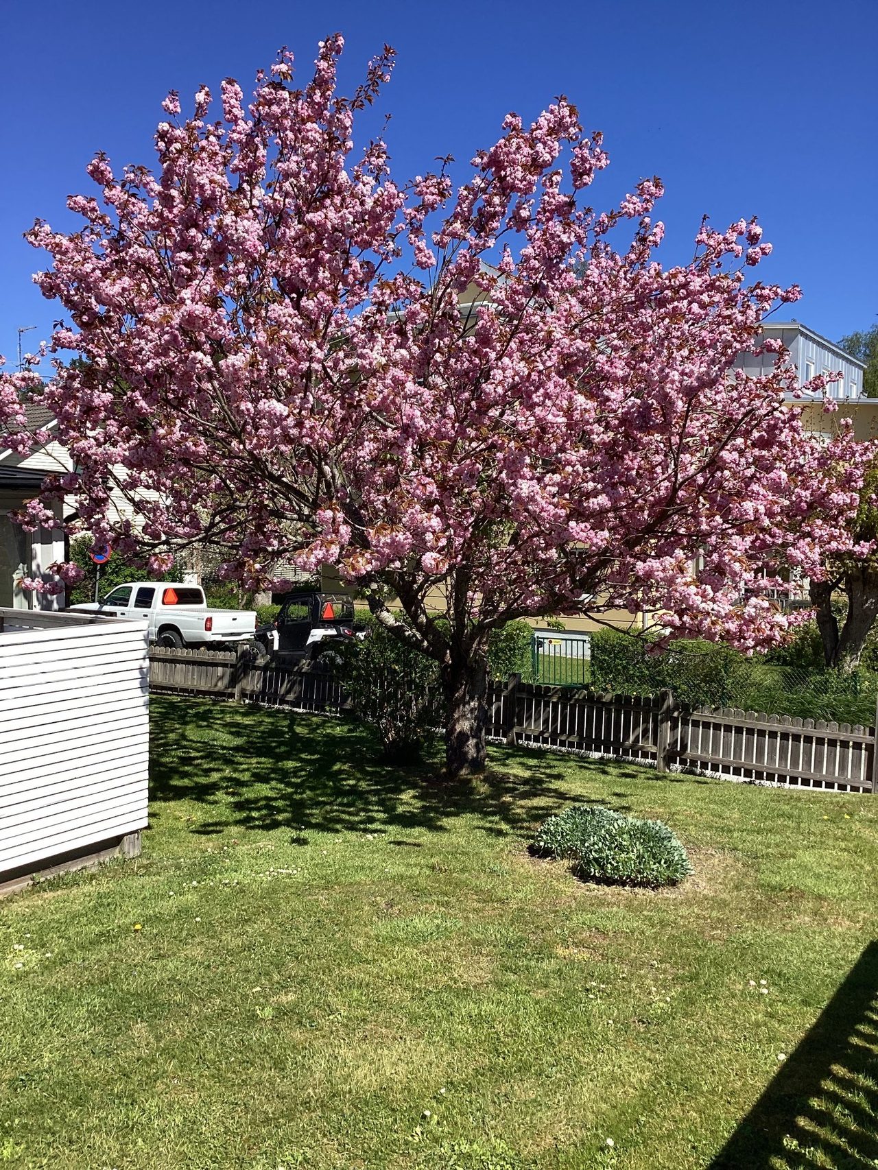 Vackert träd i blom