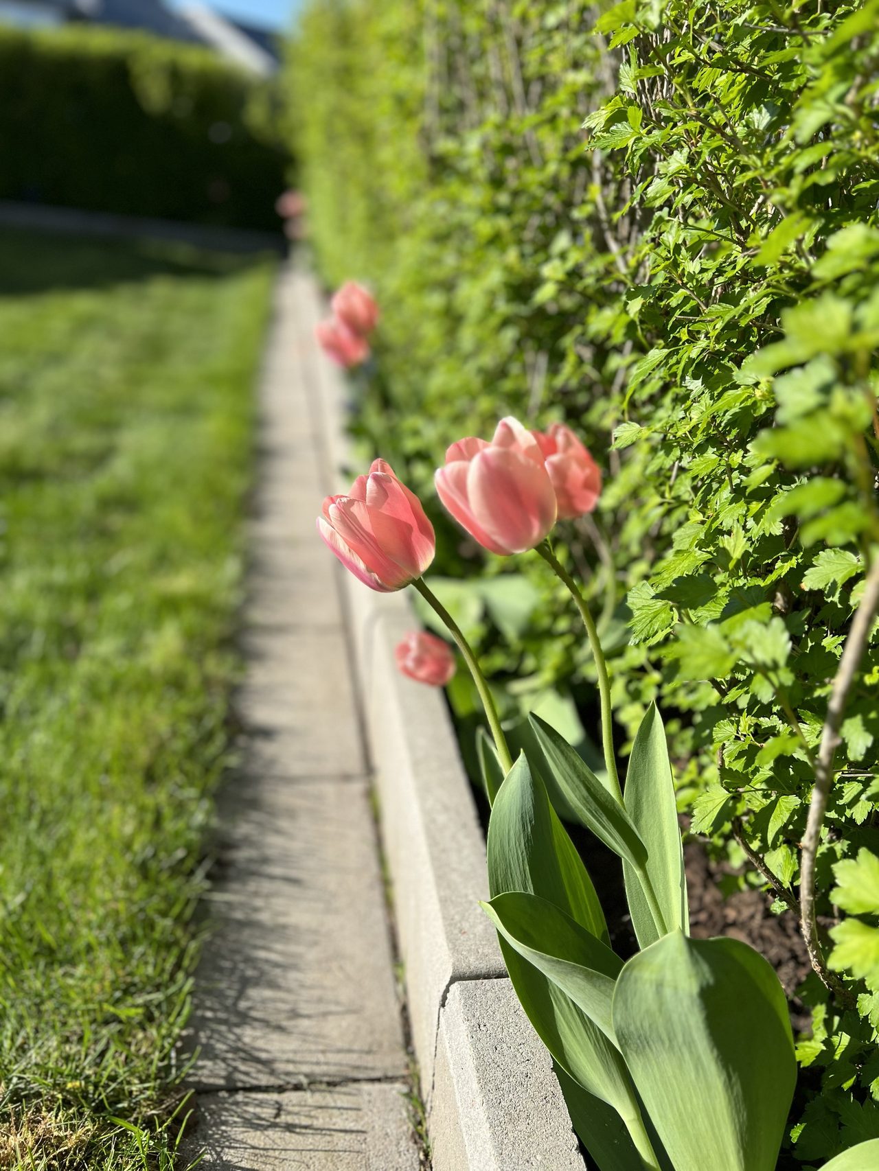 Säljarnas egna bild, blommande rabatter