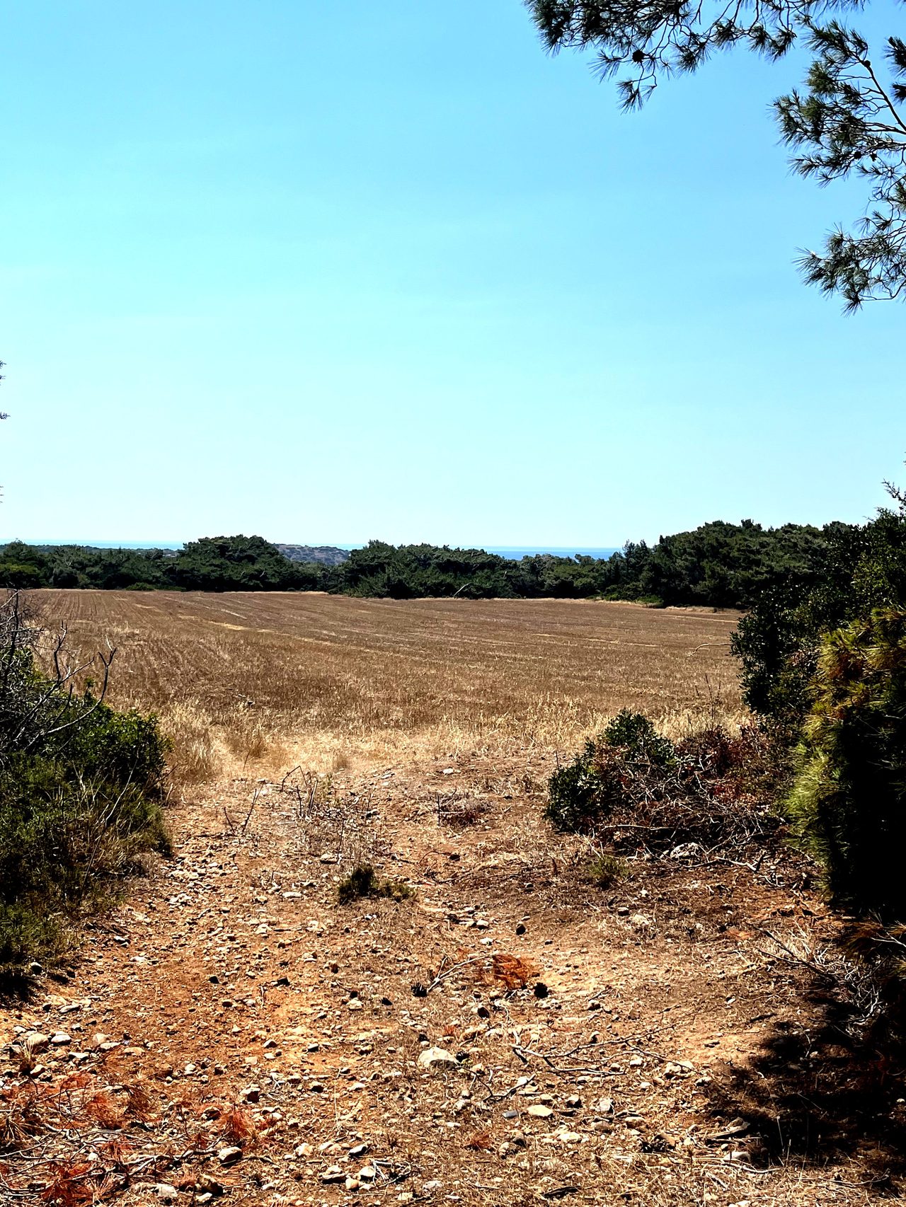 RHODOS