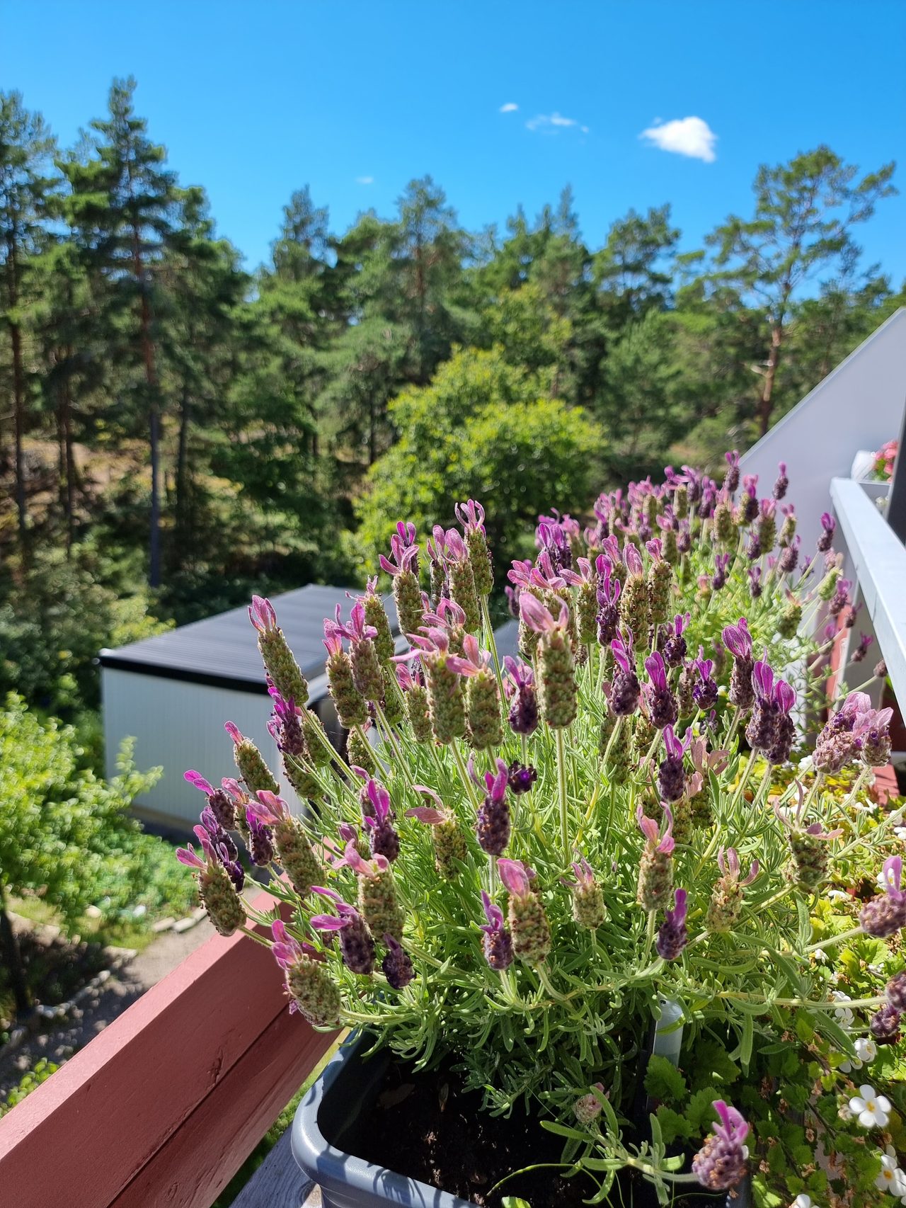 Rubinstigen 37