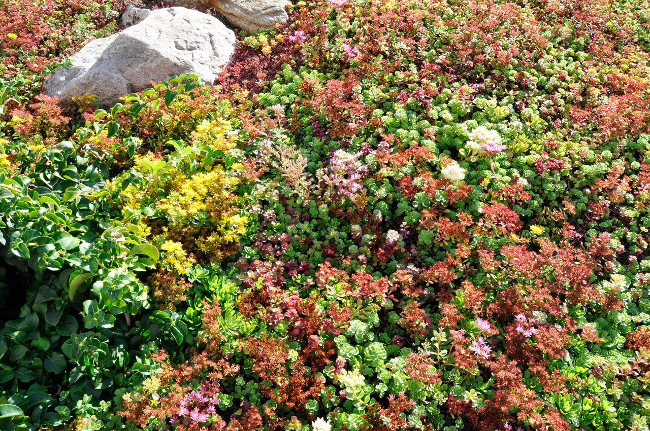 sten/suckulentplantering mitt i uppfarten
