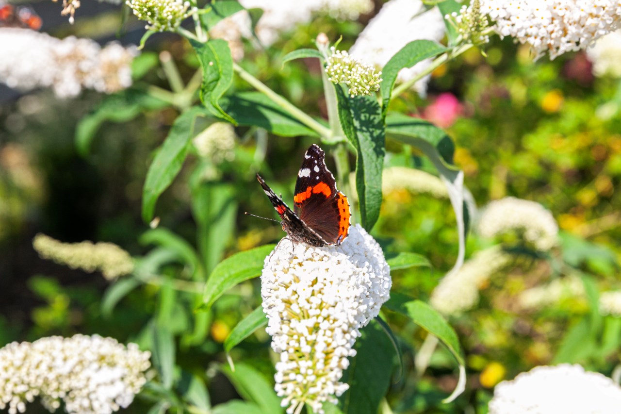 Senderödsvägen 20, Senderöds Koloniförening nr 65 ...