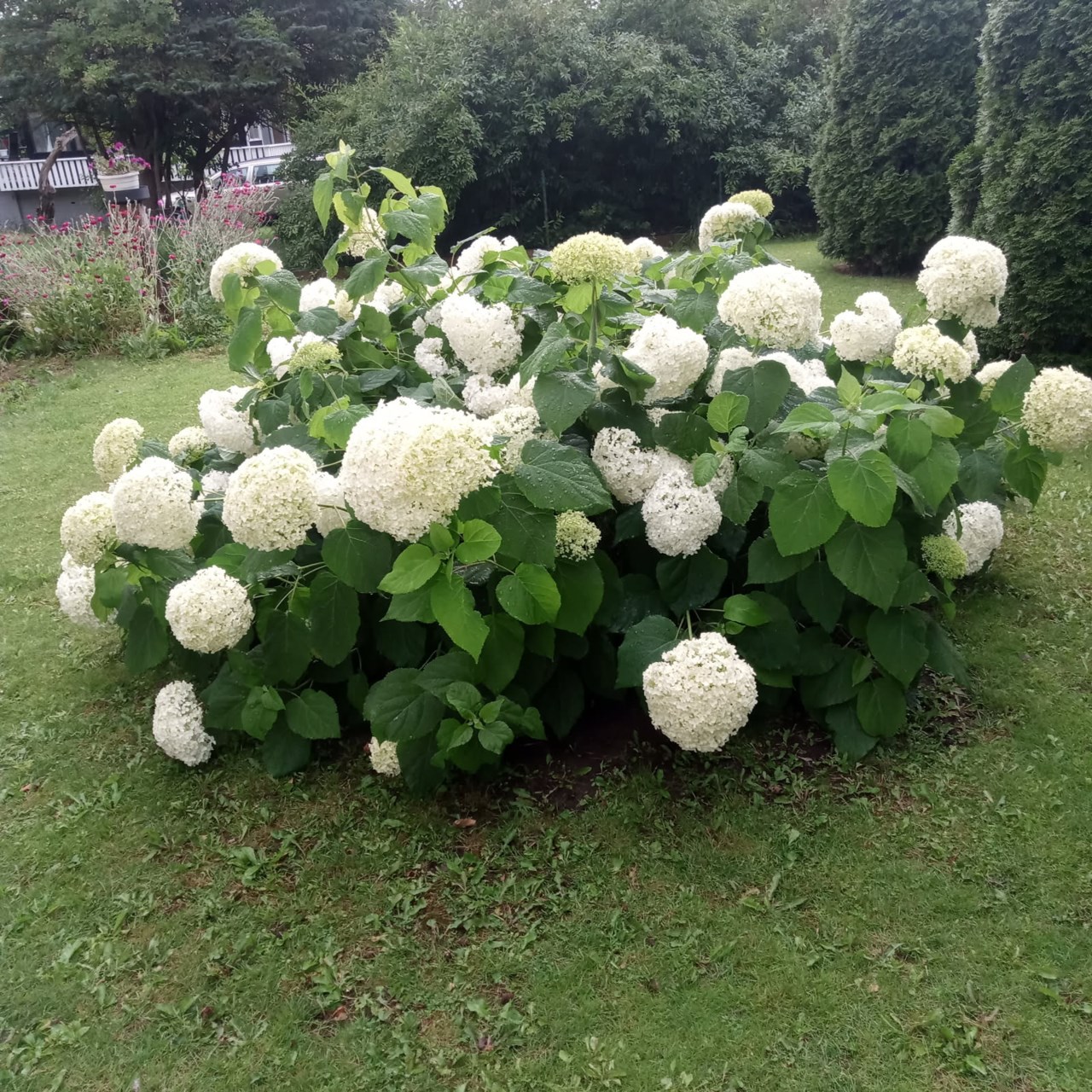 Rosentorpsvägen 16