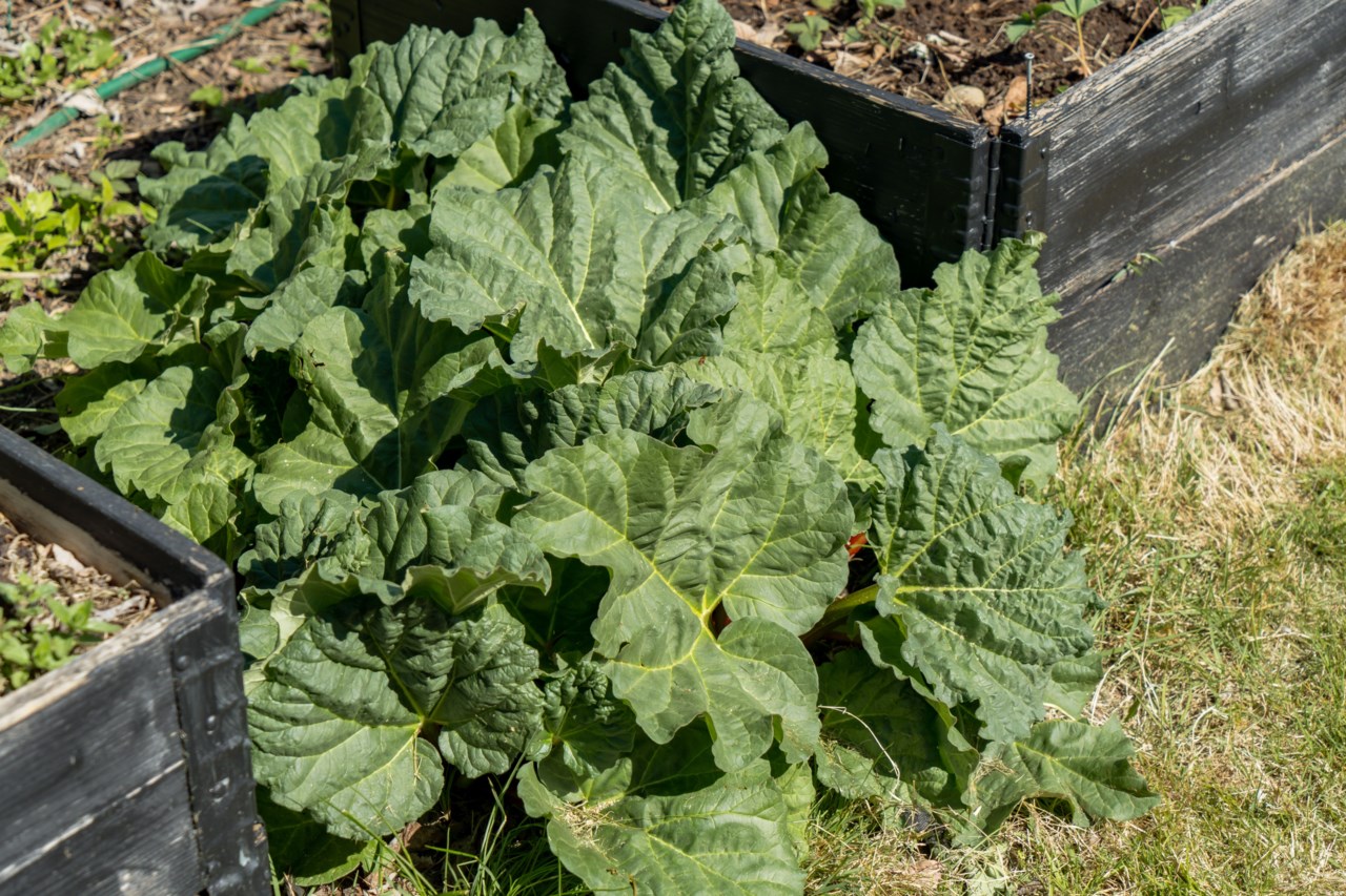 Gottes väg 4, Koloniföreningen Fredriksdal Västra koloni nr 4