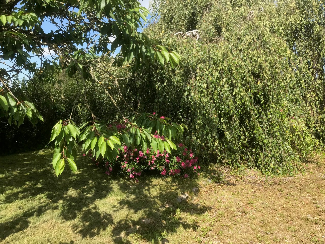 sommarbild 3