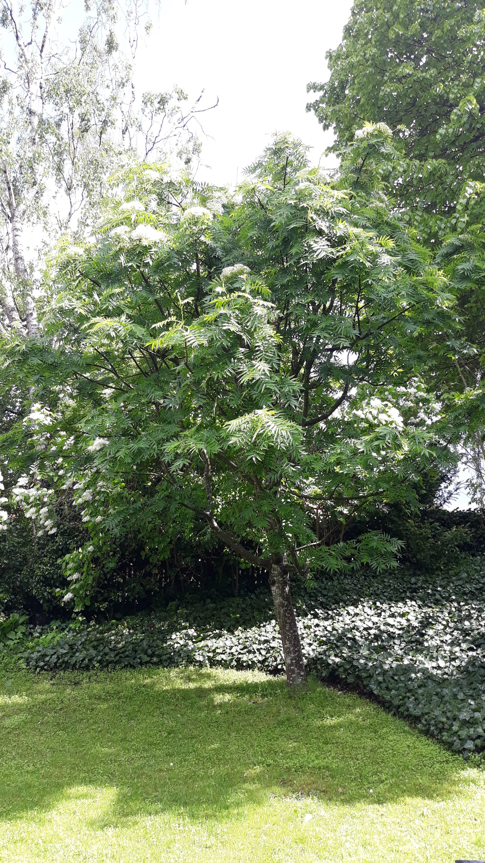Skjutbanegatan 2A
